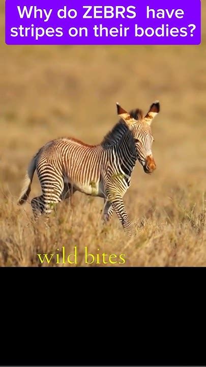 zebras have striped figgerits|The Mystery Of Why Zebras Have Stripes Has Finally Been Solved.
